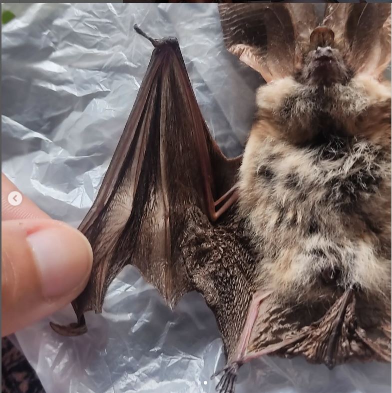 bat